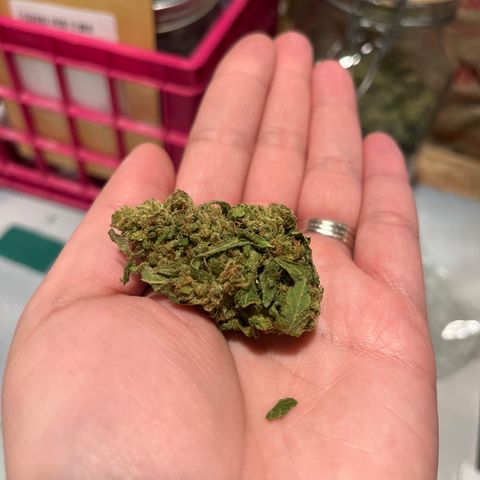 G13 fem mother Indica growlog timeline photo