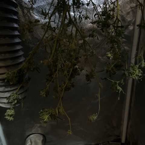 G13 fem mother Indica growlog timeline photo