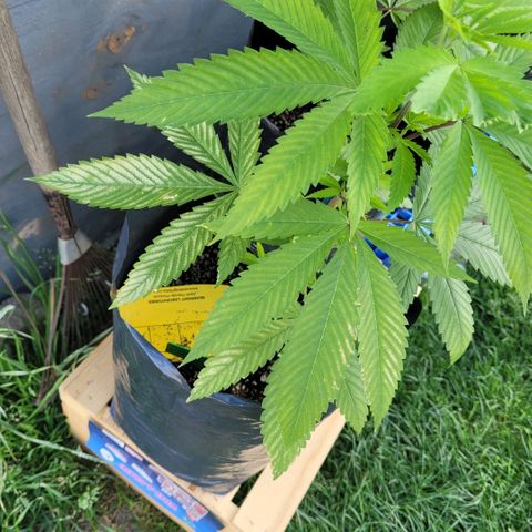 King louie Xlll, lone ranger growlog photo: Sample spray zero tolerance herbal pesticide