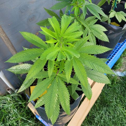 King louie Xlll, lone ranger growlog photo: Sample spray zero tolerance herbal pesticide