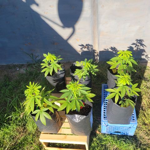 King louie Xlll, lone ranger growlog timeline photo
