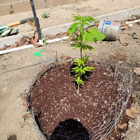 King louie Xlll, lone ranger growlog photo: 5 out of the six were males, this is the only female, and she was transplanted today