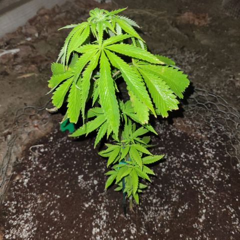 King louie Xlll, lone ranger growlog timeline photo