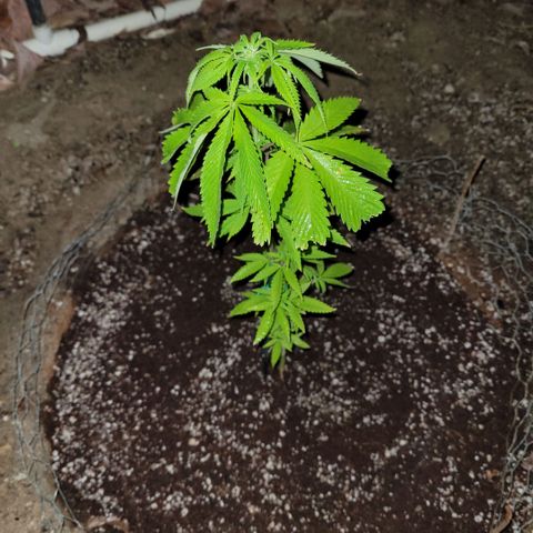 King louie Xlll, lone ranger growlog timeline photo