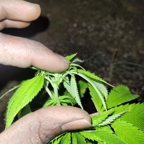 King louie Xlll, lone ranger growlog timeline photo