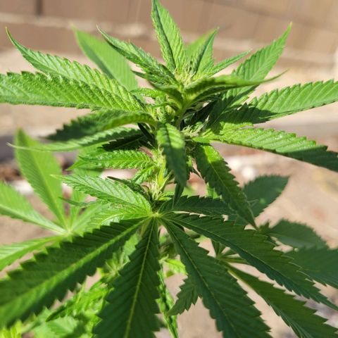 King louie Xlll, lone ranger growlog timeline photo