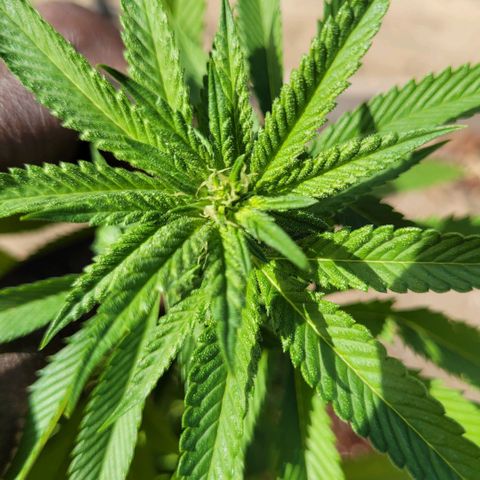 King louie Xlll, lone ranger growlog timeline photo