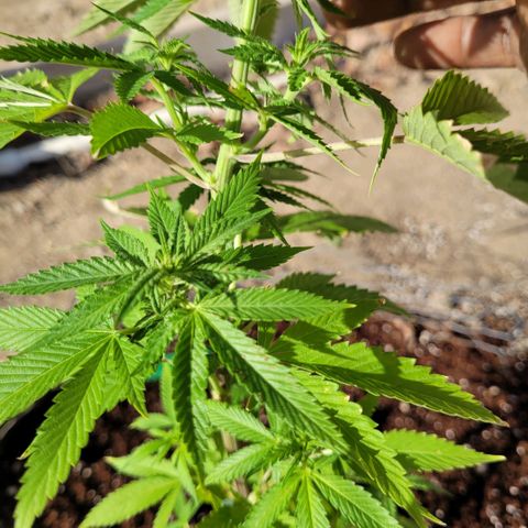 King louie Xlll, lone ranger growlog timeline photo
