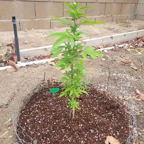 King louie Xlll, lone ranger growlog timeline photo