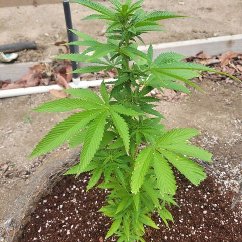 King louie Xlll, lone ranger growlog timeline photo