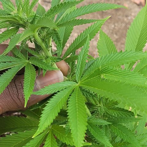 King louie Xlll, lone ranger growlog timeline photo
