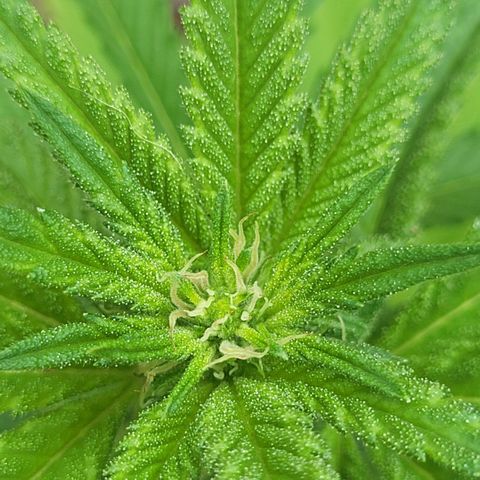 King louie Xlll, lone ranger growlog timeline photo