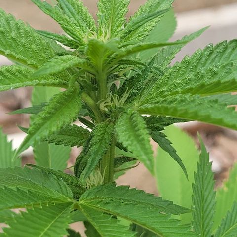 King louie Xlll, lone ranger growlog timeline photo