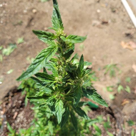 King louie Xlll, lone ranger growlog timeline photo