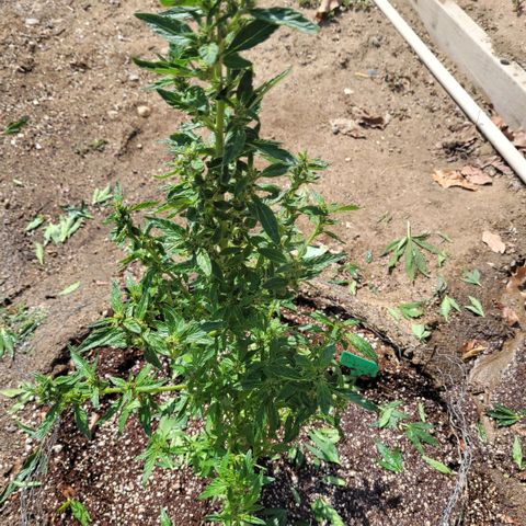 King louie Xlll, lone ranger growlog timeline photo