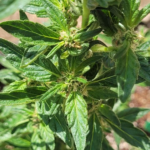 King louie Xlll, lone ranger growlog timeline photo