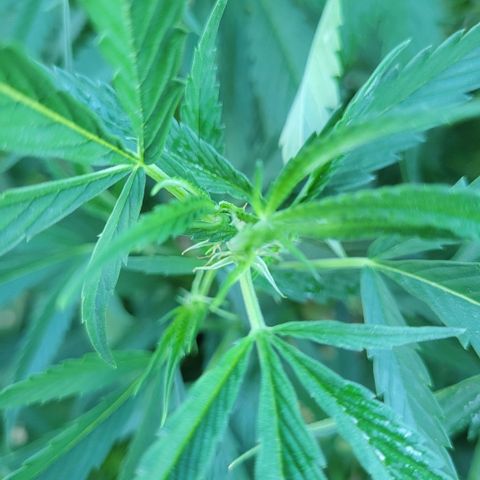 King louie Xlll, lone ranger growlog timeline photo