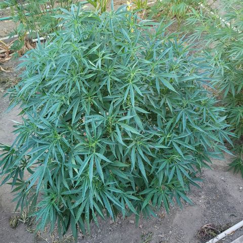 King louie Xlll, lone ranger growlog timeline photo