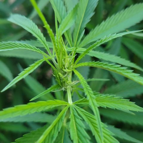King louie Xlll, lone ranger growlog timeline photo