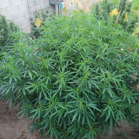 King louie Xlll, lone ranger growlog timeline photo