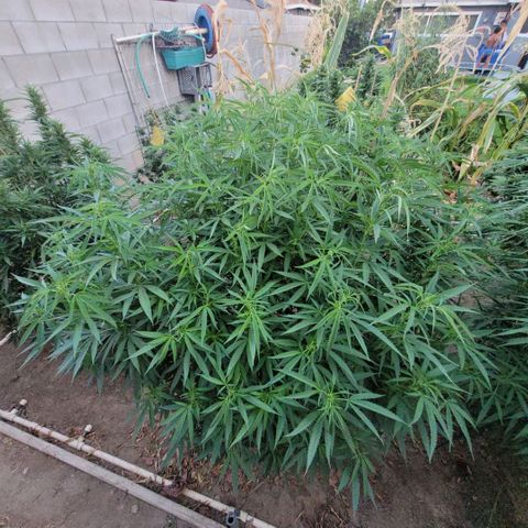King louie Xlll, lone ranger growlog timeline photo