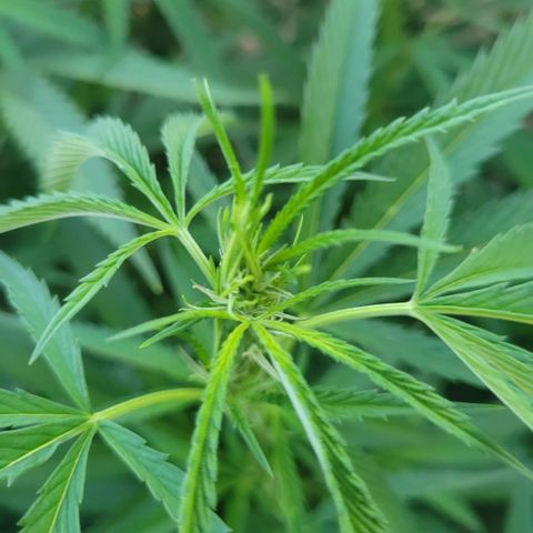 King louie Xlll, lone ranger growlog timeline photo