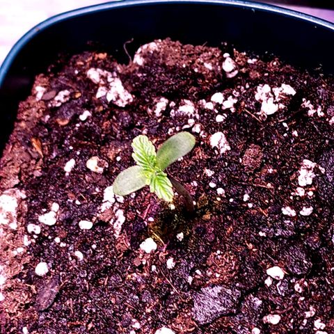 Bubba Kush growlog timeline photo