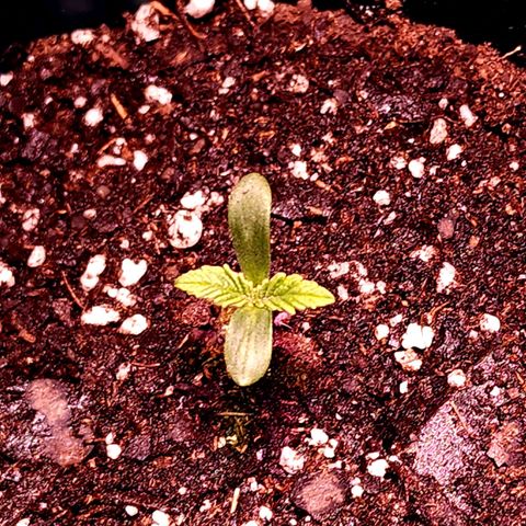 Granddaddy Purple growlog timeline photo