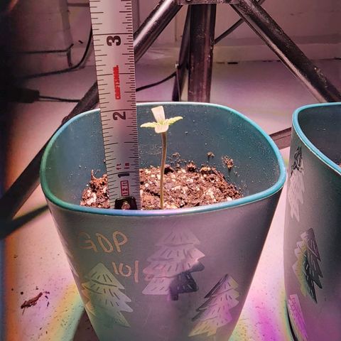 Granddaddy Purple growlog timeline photo