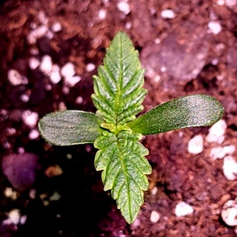 Granddaddy Purple growlog timeline photo