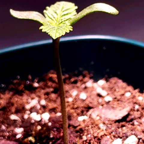 Granddaddy Purple growlog timeline photo
