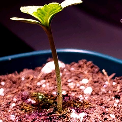 Bubba Kush growlog timeline photo