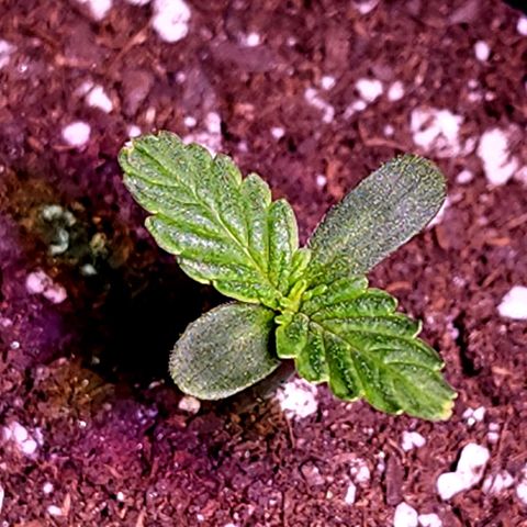Bubba Kush growlog timeline photo