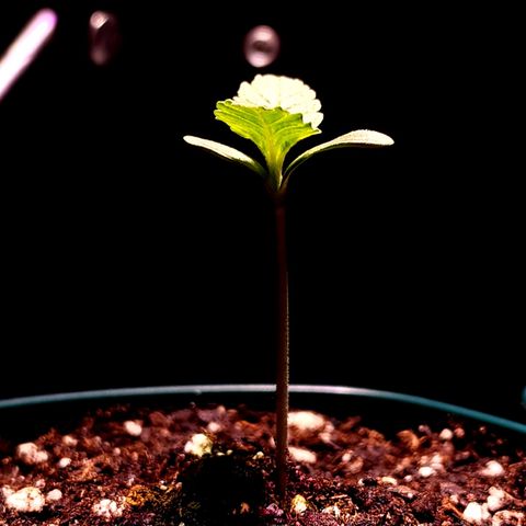 Bubba Kush growlog timeline photo