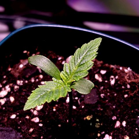 Granddaddy Purple growlog timeline photo