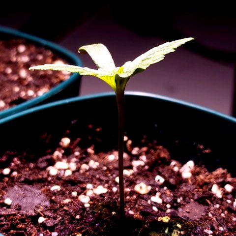 Granddaddy Purple growlog timeline photo