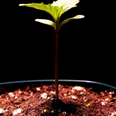 Bubba Kush growlog timeline photo