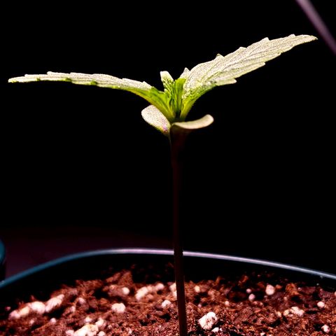 Bubba Kush growlog timeline photo