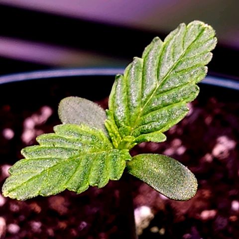 Bubba Kush growlog timeline photo