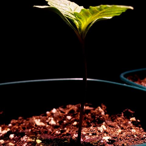 Granddaddy Purple growlog timeline photo