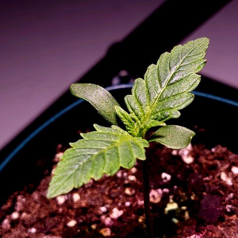 Granddaddy Purple growlog timeline photo