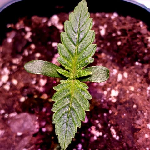 Granddaddy Purple growlog timeline photo