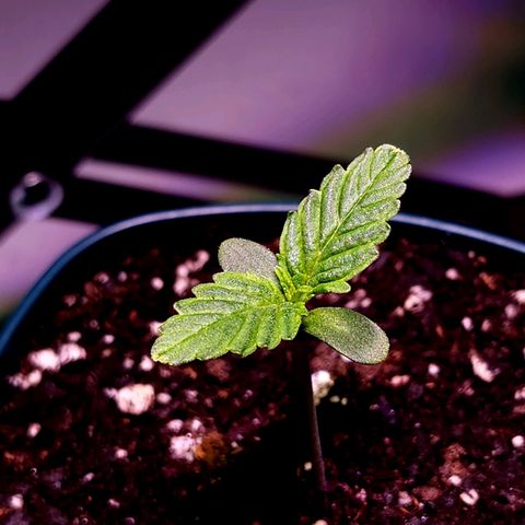 Bubba Kush growlog timeline photo