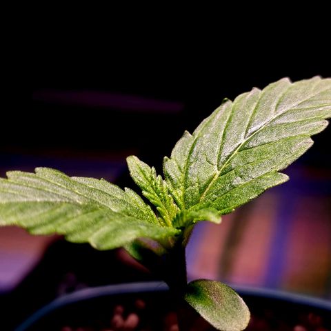 Bubba Kush growlog timeline photo
