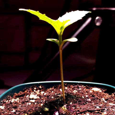 Bubba Kush growlog timeline photo