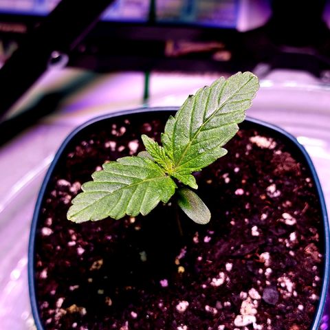 Bubba Kush growlog timeline photo