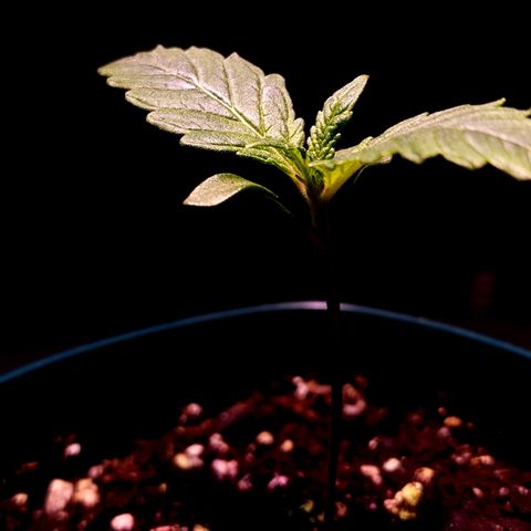 Granddaddy Purple growlog timeline photo