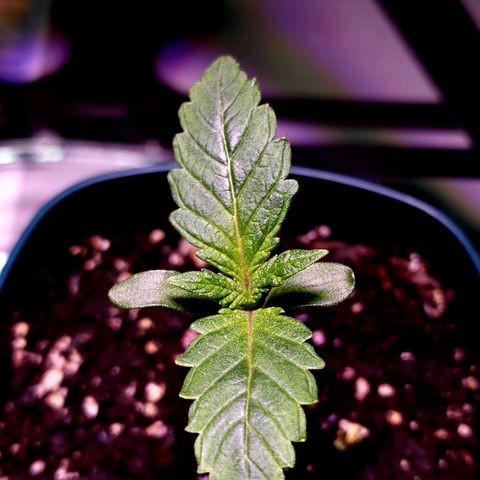 Granddaddy Purple growlog timeline photo