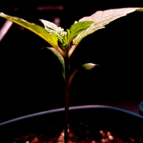 Granddaddy Purple growlog timeline photo