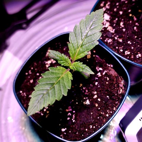 Granddaddy Purple growlog timeline photo